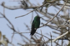 Chlorostilbon melanorhynchus