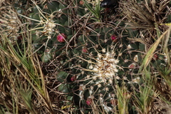 Mammillaria magnimamma
