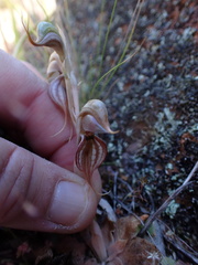 Pterostylis ovata