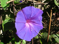 Ipomoea indica