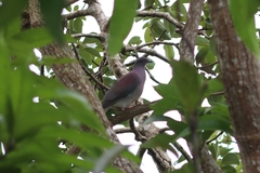 Patagioenas cayennensis