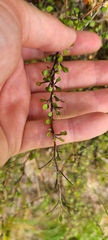 Corokia cotoneaster