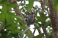 Patagioenas cayennensis