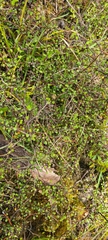 Corokia cotoneaster