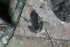 Leptodactylus melanonotus