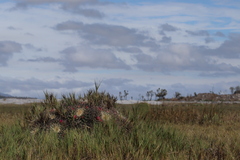 Mammillaria magnimamma