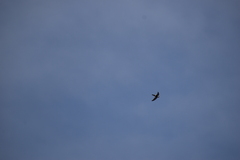 Aeronautes andecolus