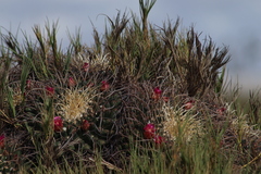 Mammillaria magnimamma
