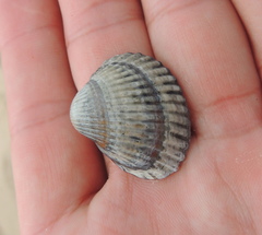 Cerastoderma glaucum