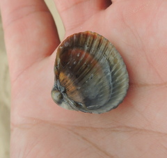 Cerastoderma glaucum