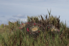 Mammillaria magnimamma