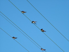 Hirundo rustica rustica
