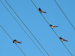 Hirundo rustica rustica
