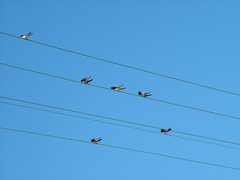 Hirundo rustica rustica