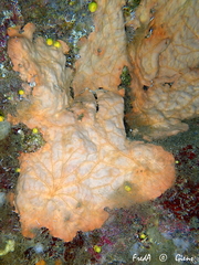 Spirastrella cunctatrix