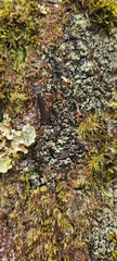 Austroperla cyrene