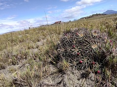 Mammillaria magnimamma