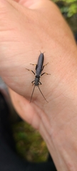 Austroperla cyrene
