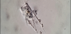 Eutintinnus