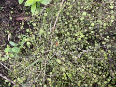 Rhabdothamnus solandri