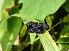 Erynnini
