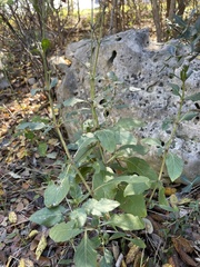 Ruellia occidentalis