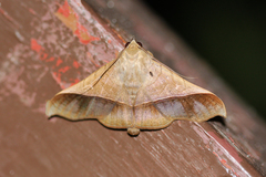 Chilkasa falcata