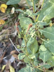 Ruellia occidentalis