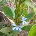 Scaevola angustata - Photo (c) David Spencer Muirhead, some rights reserved (CC BY-NC), uploaded by David Spencer Muirhead
