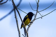 Icterus prosthemelas