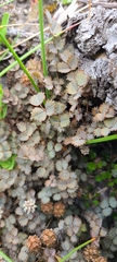 Acaena inermis