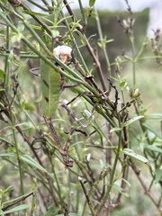 Pseudovates chlorophaea