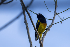 Icterus prosthemelas