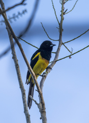 Icterus prosthemelas