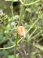 Pseudovates chlorophaea