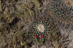 Mammillaria magnimamma