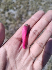 Mammillaria magnimamma