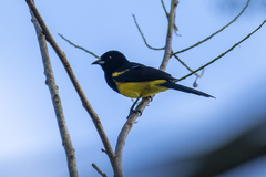 Icterus prosthemelas