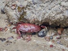 Atergatis integerrimus