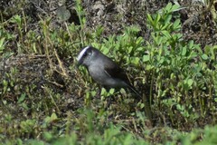 Ochthoeca leucophrys