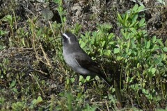 Ochthoeca leucophrys