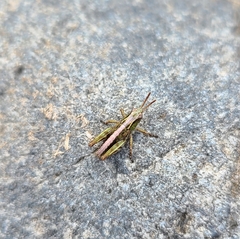 Catantopinae