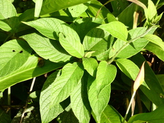 Heliotropium verdcourtii