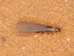 Kalotermes