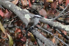 Ochthoeca leucophrys