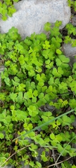 Oxalis magellanica