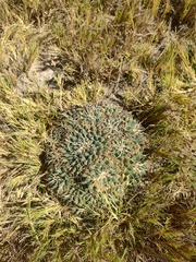 Mammillaria magnimamma