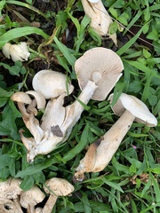 Macrocybe spectabilis