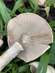 Macrocybe spectabilis