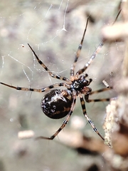 Megalepthyphantes collinus